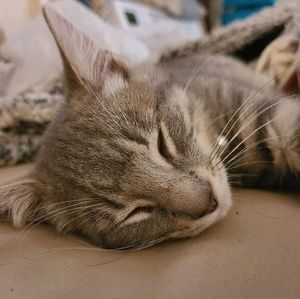 Meet your Posher, Ella